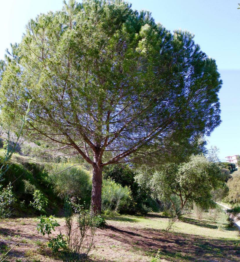 La Coulina Villa Nice Dış mekan fotoğraf